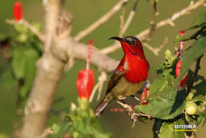 西双版纳拍鸟：黄腰太阳鸟