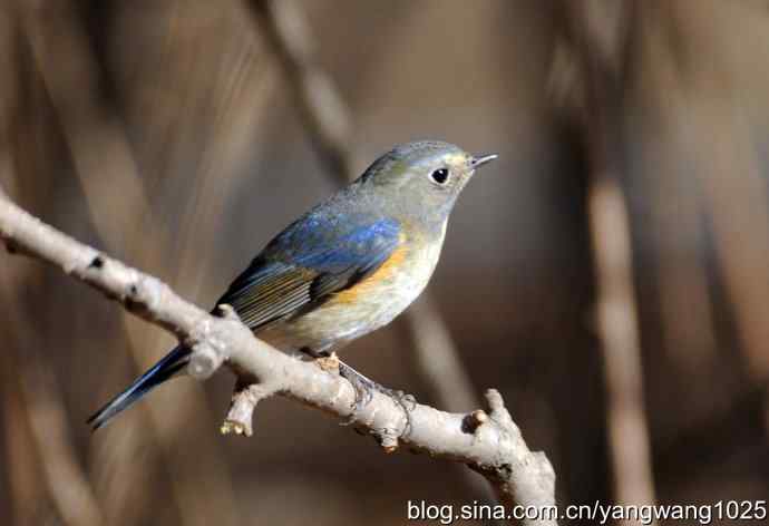 雄性红肋蓝尾鸲 wbr1