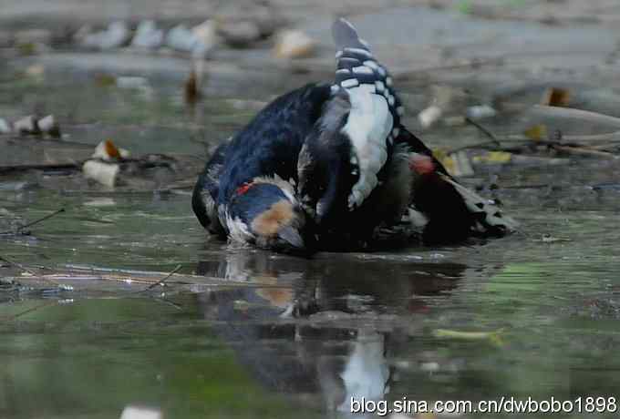 星头啄盖房 大斑啄浴乐