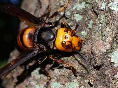 十大喜食蜂蜜动物：胡蜂