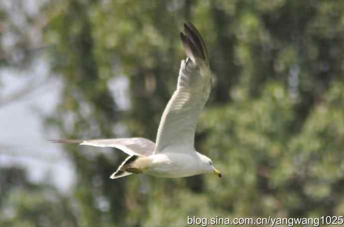 飞（海鸥与夜鹭） wbr2