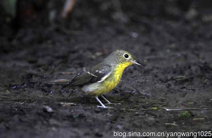 雌性绿背姬鹟（9）