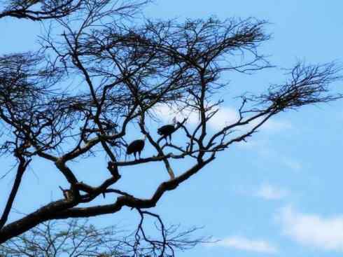 白头鸟系列:另类的美丽(吼海雕) 白头鸟系列:另类的美丽(吼海雕)