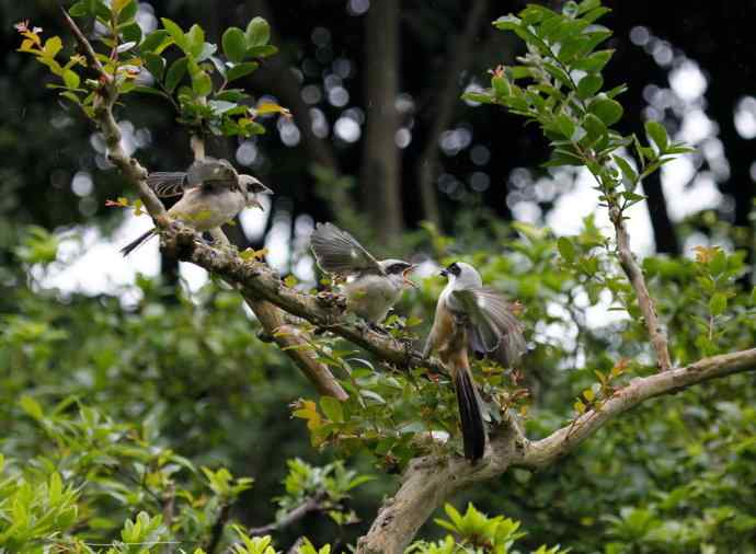 206.小伯劳成长记（2）雨中喂食