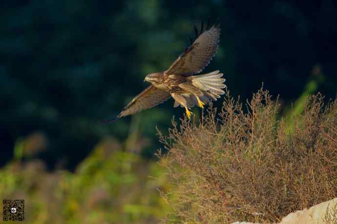 野鸭湖的普通鵟 野鸭湖的普通鵟