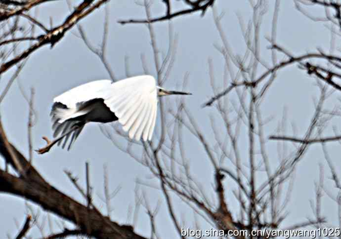 又见白鹭飞 wbr wbr1