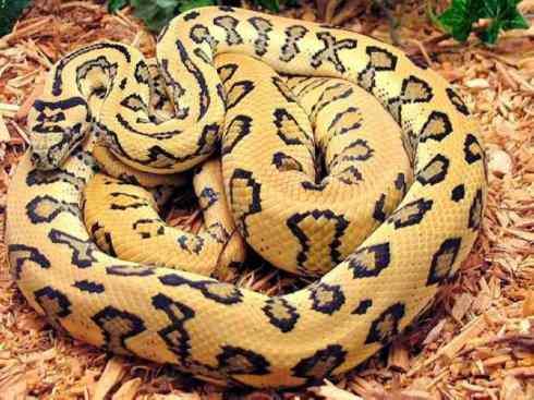 龙：传说的兽原型探秘（树蟒类）