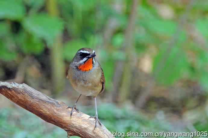 雄性红喉歌鸲（11）