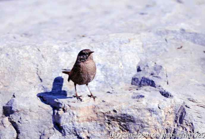 石缝中钻出的鹪鹩