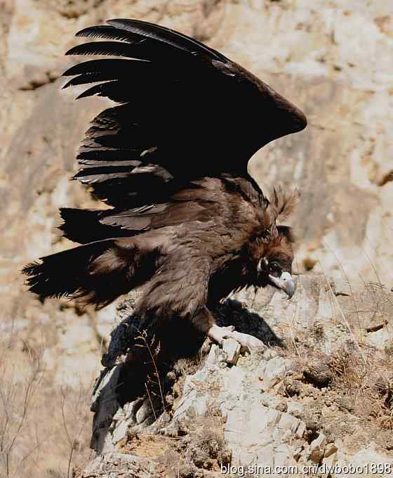 走近秃鹫:一段撼人心魄的拍摄经历 走近秃鹫:一段撼人心魄的拍摄经历
