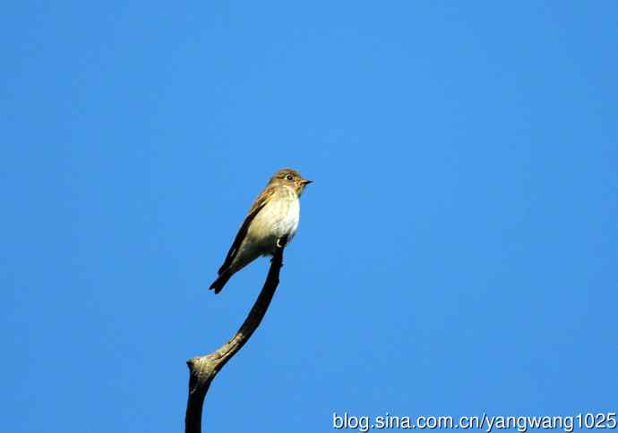 烏鶲（记录版）