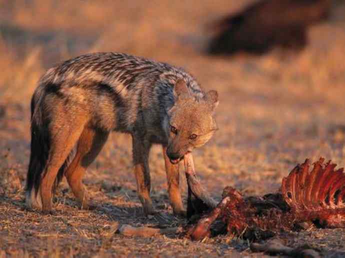 犬科:犬亚科犬属之西门豺、侧纹豺(胡狼类) 犬科:犬亚科犬属之西门豺、侧纹豺(胡狼类)