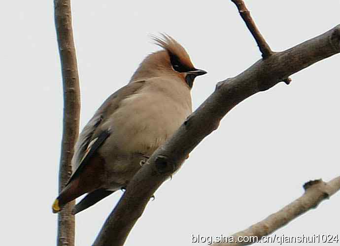 大太平.小太平(植物园) 大太平.小太平(植物园)