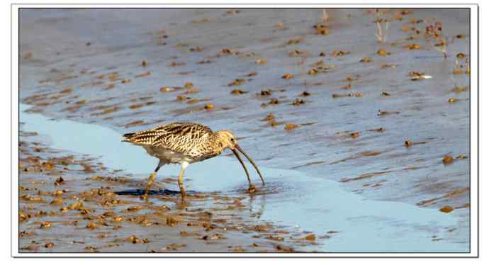 红海滩里的濒危杓鹬