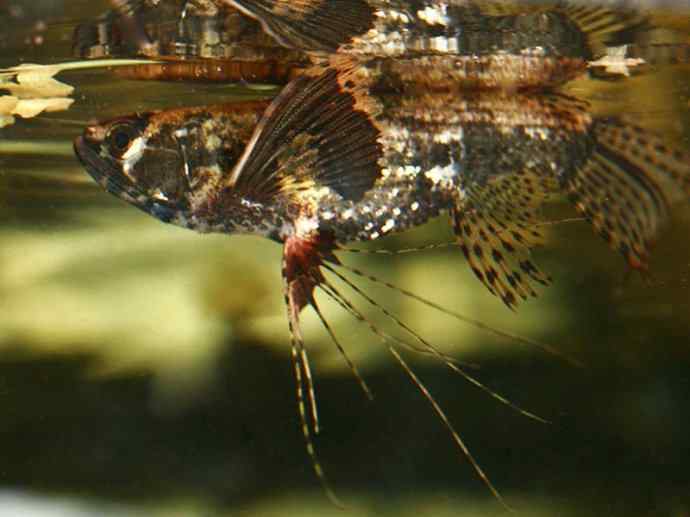 鱼类活化石：齿蝶鱼