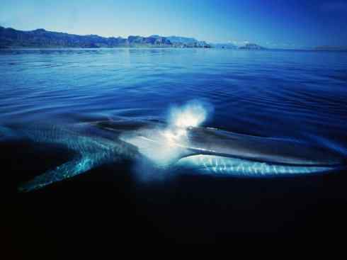 自然奇观：动物大迁徙(须鲸类)