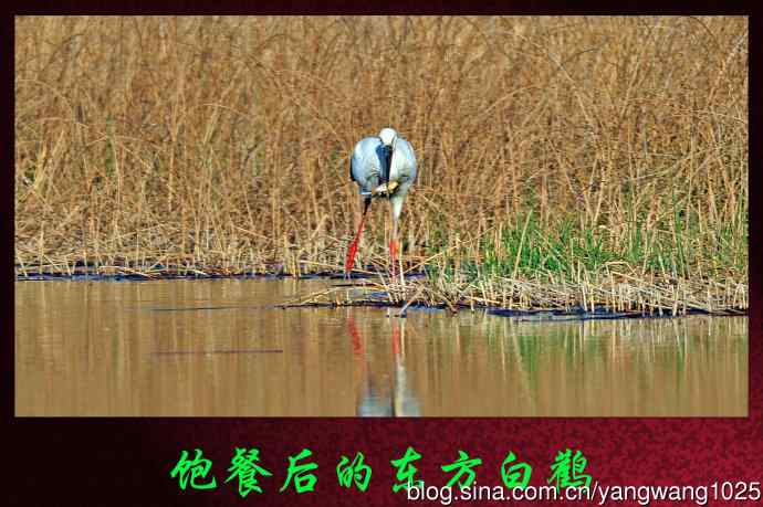 饱餐后的东方白鹳