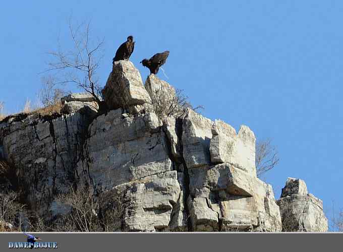 十渡秃鹫 wbr兀立山巅