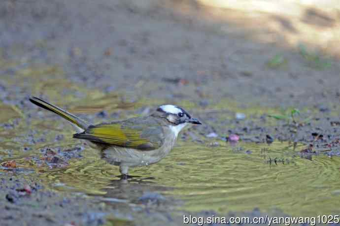 白头鹎（随拍）2