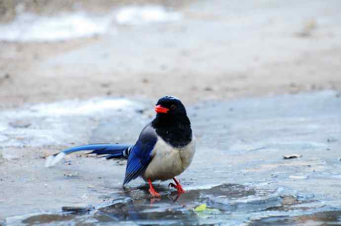 红嘴蓝鹊（10）
