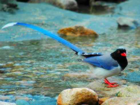 家禽驯化之源之三十一