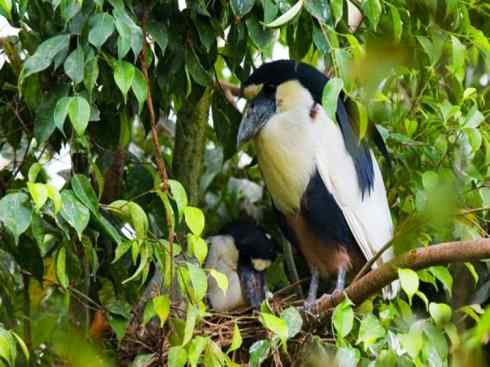 猎奇：奇特的鸟喙之一