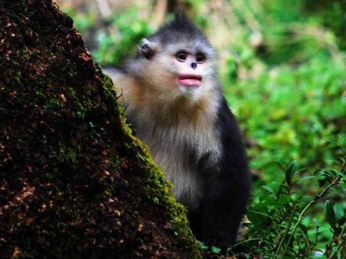 犬科:犬亚科犬属之貉 犬科:犬亚科犬属之貉