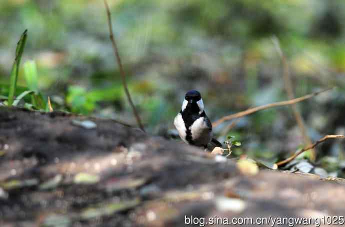 杂片（立冬所获）