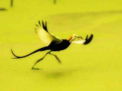 白头鸟系列：另类的美丽7（鸻鹬）