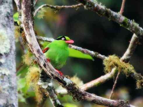 美丽无罪：雀鸟之绿鹊