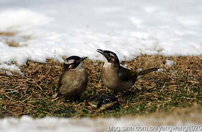 白头鹎（尘封版）