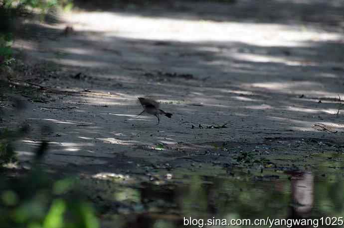 领地之争(记录版) 领地之争(记录版)
