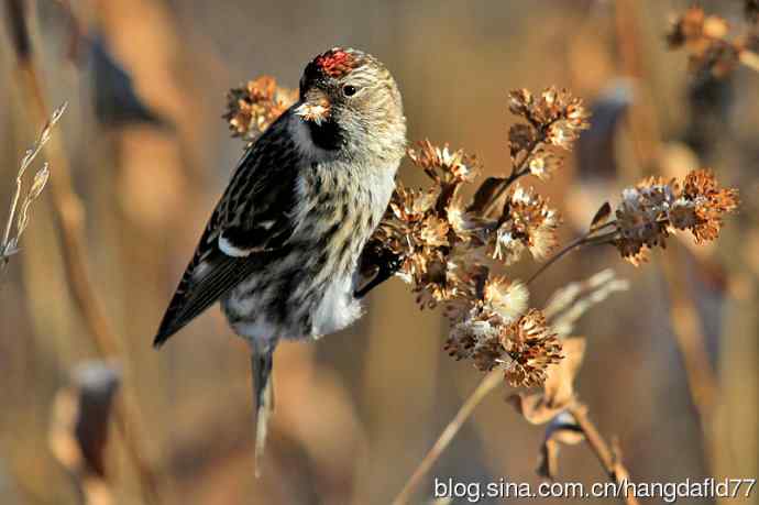 白腰朱顶雀(1) 白腰朱顶雀(1)
