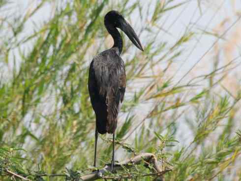 绝色攀禽：佛法僧目之蜂虎3