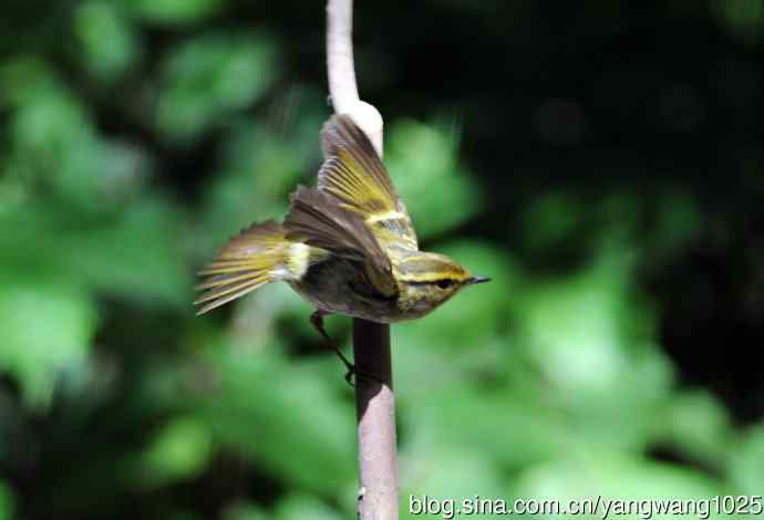 黄腰柳莺（6）