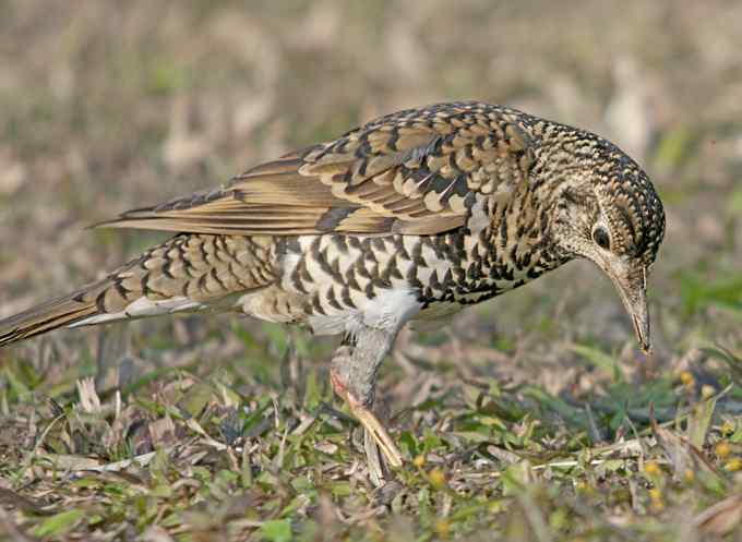 深圳拍鸟新纪录(4)鈥斺敾叩仞矗ㄗ橥迹 深圳拍鸟新纪录(4)鈥斺敾叩仞矗ㄗ橥迹