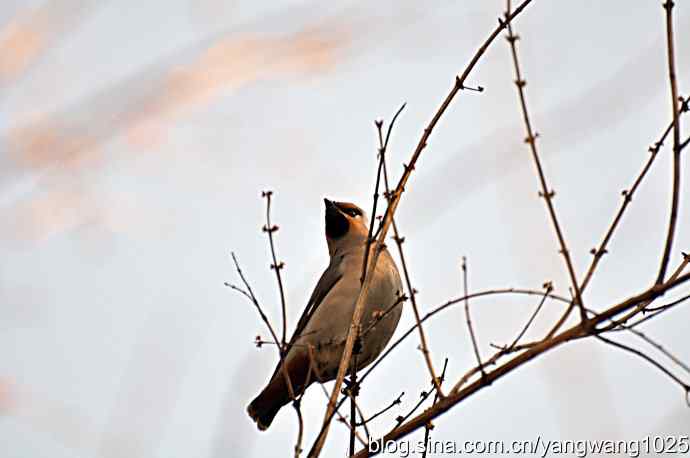大观园飞来太平鸟