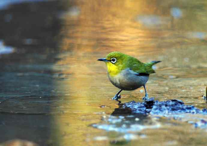 暗绿绣眼鸟（1）