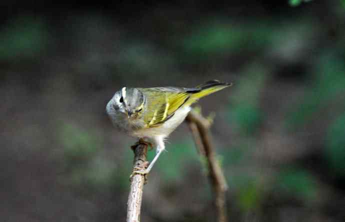 黄腰柳莺（11）