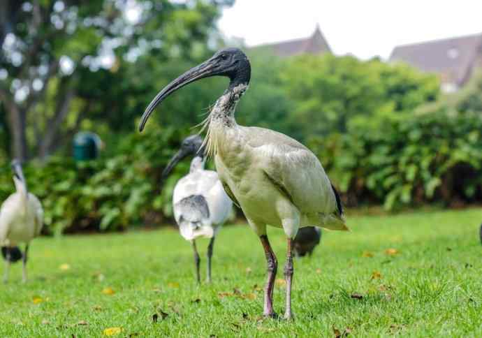 澳洲拍鸟鈥斺敳四癜q