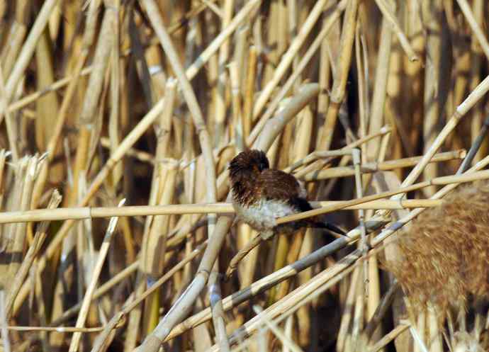 白腰文鸟（记录版）