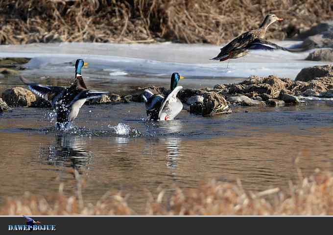 【新鸟】针尾鸭和白河湾的几只鸟