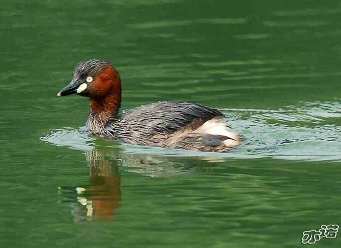 北京植物园拍鸟——小鸊鷉一家