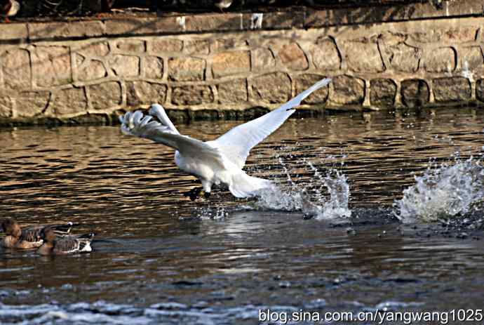 白天鹅之舞 wbr wbr3