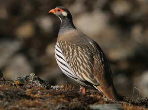 家禽驯化之源之十