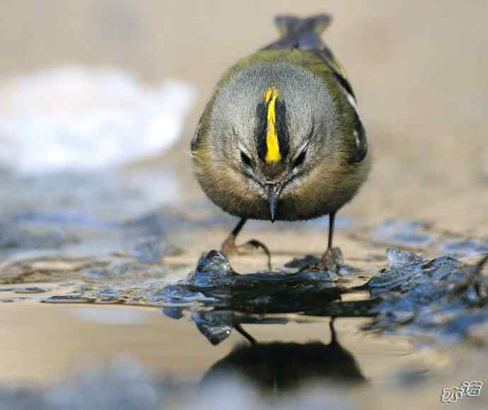 圆明园&nbsp;wbr路&nbsp;wbr戴菊