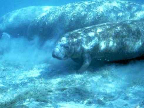 美人鱼：传说的兽原型探秘（海牛）