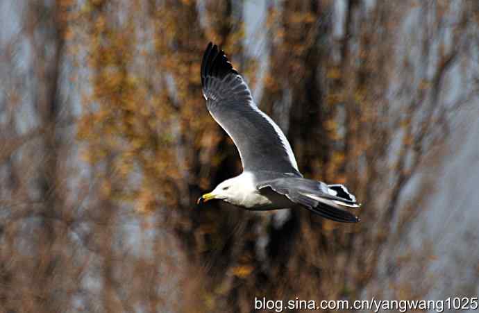 北京动物园的鸟类——海鸥