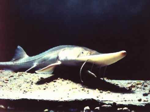 鱼类活化石：中华鲟