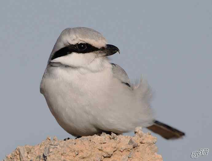 官厅水库拍鸟——风中的楔尾伯劳